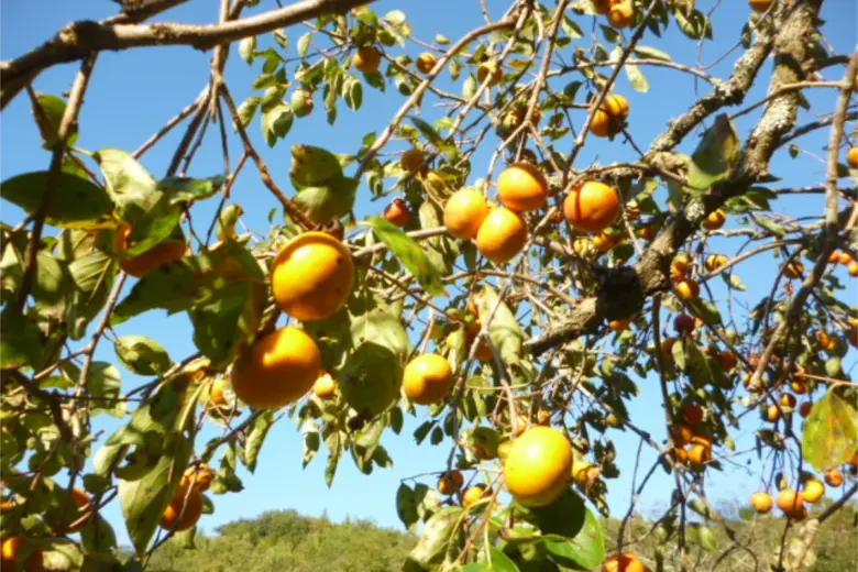 結にも秋がきましたのサムネイル