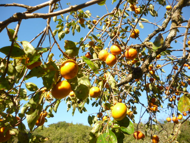 結にも秋がきましたのサムネイル
