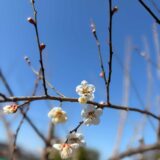 畑班の様子と雨の日の作業のサムネイル
