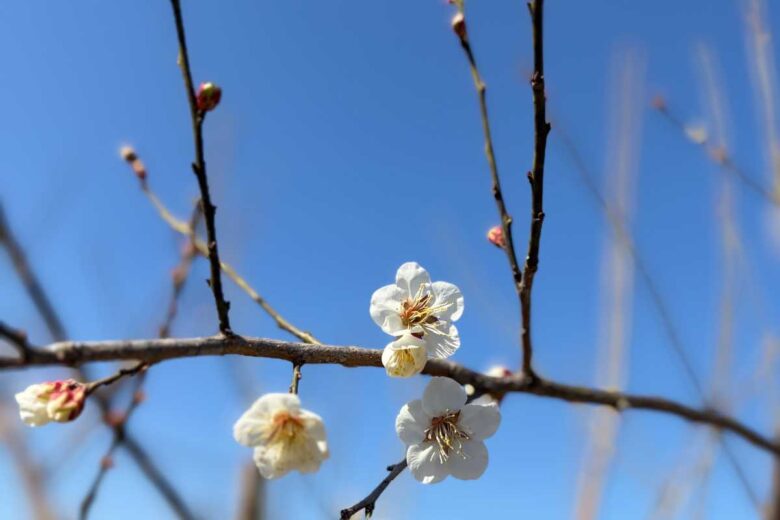 畑班の様子と雨の日の作業のサムネイル