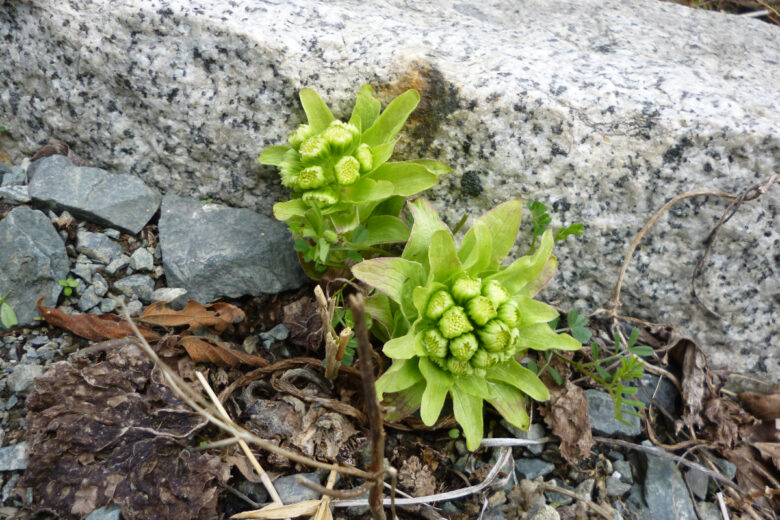 春の訪れのサムネイル
