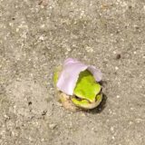 レク　神社参拝でパワーアップ！のサムネイル