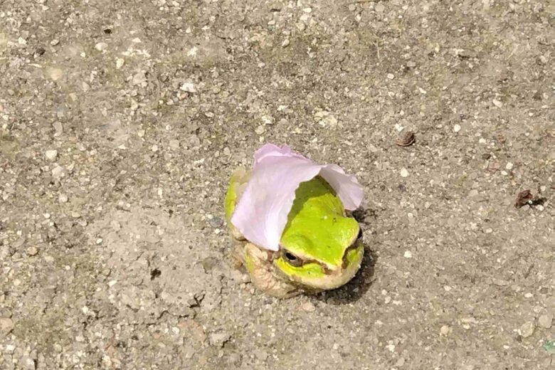 レク　神社参拝でパワーアップ！のサムネイル