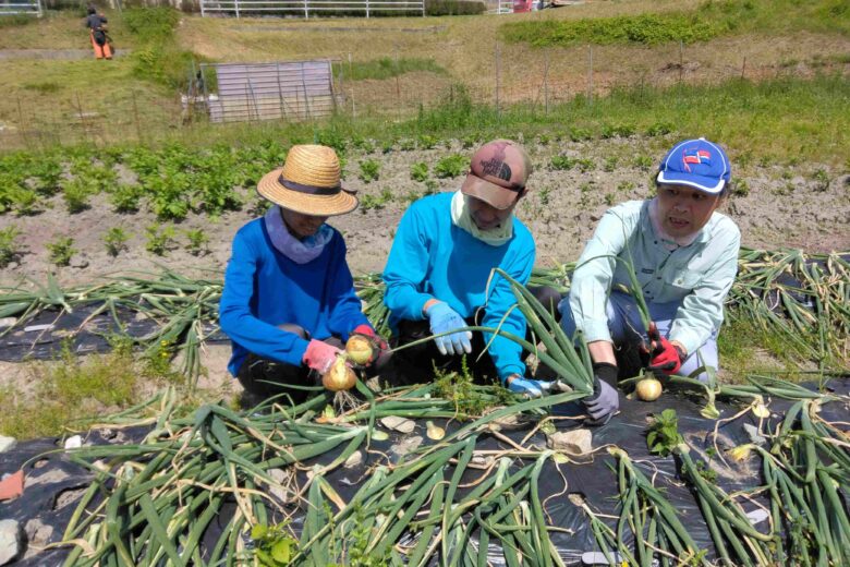 暑いなか、収穫しています！のサムネイル