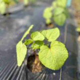 5月の瀬戸の里　畑班のサムネイル
