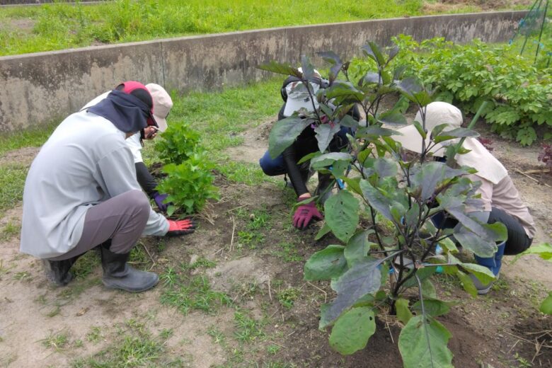 スクスクお野菜🥒のサムネイル