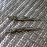 新しい作業、頑張ってます！🐟✨のサムネイル