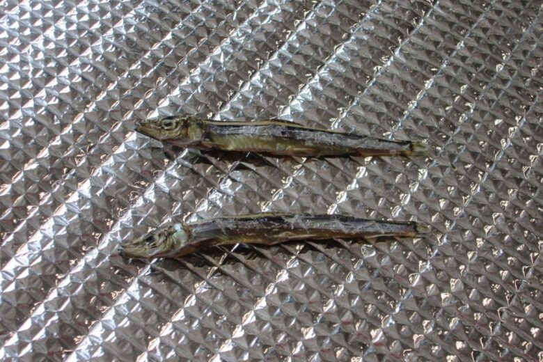 新しい作業、頑張ってます！🐟✨のサムネイル
