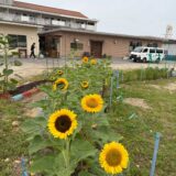 夏がきたよ　夏がきたね　のサムネイル