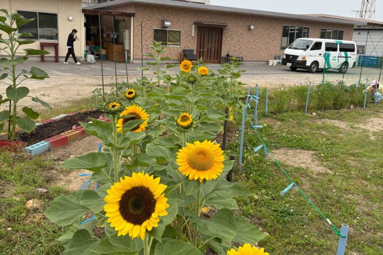 夏がきたよ　夏がきたね　のサムネイル