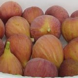 無花果のサムネイル