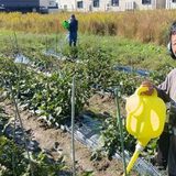 畑作業　～　野菜への水やり編　～のサムネイル